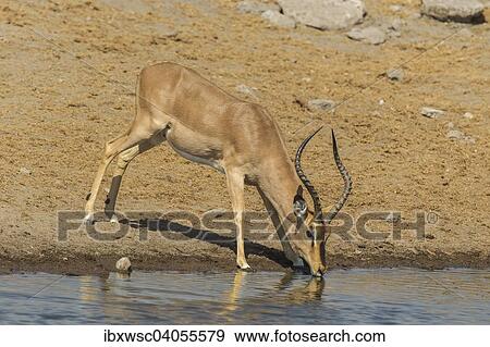 Stock Photo - "Black-faced Impala (Aepyceros melampus petersi), male, drinking at a waterhole, Etosha National Park, Namibia, Africa". Fotosearch