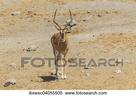 "Black-faced Impala (Aepyceros melampus petersi), Etosha National Park, Namibia, Africa" View Large Photo Image Stock Photography - "Black-faced Impala (Aepyceros melampus petersi), Etosha National Park, Namibia, Africa". Fotosearch