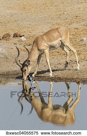 "Black-faced Impala (Aepyceros melampus petersi), male, drinking at a waterhole, Etosha National Park, Namibia, Africa" View Large Photo Image Stock Photography - "Black-faced Impala (Aepyceros melampus petersi), male, drinking at a waterhole, Etosha National Park, Namibia, Africa". Fotosearch