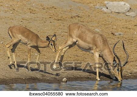 "Black-faced Impalas (Aepyceros melampus petersi), male and female drinking at a waterhole, Etosha National Park, Namibia, Africa" View Large Photo Image Stock Image - "Black-faced Impalas (Aepyceros melampus petersi), male and female drinking at a waterhole, Etosha National Park, Namibia, Africa". Fotosearch