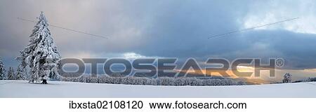 "Black Forest spruce at dusk on the wintry Mt Kandel near Freiburg in the Black Forest, Baden-Wuerttemberg, Germany, Europe" View Large Photo Image Stock Image - "Black Forest spruce at dusk on the wintry Mt Kandel near Freiburg in the Black Forest, Baden-Wuerttemberg, Germany, Europe". Fotosearch