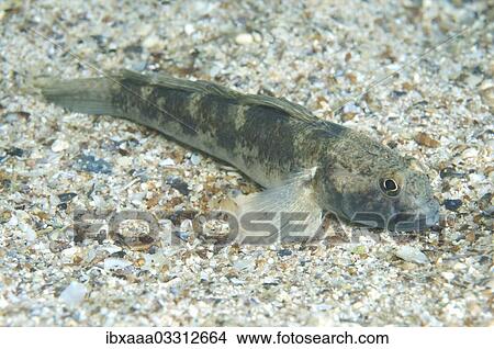 "Black Goby (Gobius niger), Black Sea, Crimea, Ukraine, Europe" View Large Photo Image Picture - "Black Goby (Gobius niger), Black Sea, Crimea, Ukraine, Europe". Fotosearch