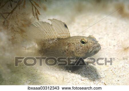"Black Goby (Gobius niger), Black Sea, Crimea, Ukraine, Europe" View Large Photo Image Stock Image - "Black Goby (Gobius niger), Black Sea, Crimea, Ukraine, Europe". Fotosearch