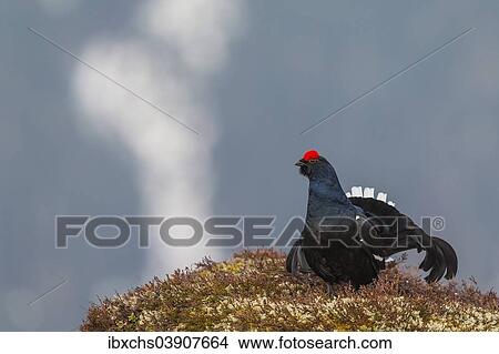 "Black Grouse (Lyrurus tetrix), cock displaying, Tyrol, Austria, Europe" View Large Photo Image Picture - "Black Grouse (Lyrurus tetrix), cock displaying, Tyrol, Austria, Europe". Fotosearch