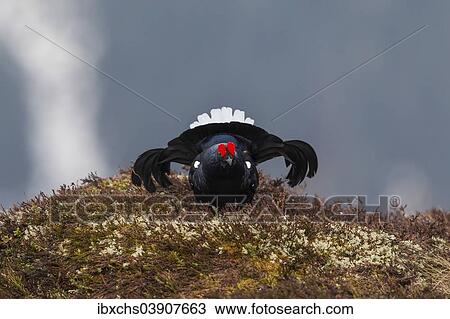 "Black Grouse (Lyrurus tetrix), cock displaying, Tyrol, Austria, Europe" View Large Photo Image Stock Image - "Black Grouse (Lyrurus tetrix), cock displaying, Tyrol, Austria, Europe". Fotosearch