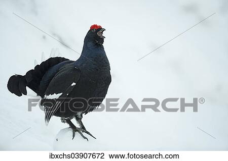 "Black Grouse (Lyrurus tetrix), cock displaying, Tyrol, Austria, Europe" View Large Photo Image Stock Image - "Black Grouse (Lyrurus tetrix), cock displaying, Tyrol, Austria, Europe". Fotosearch