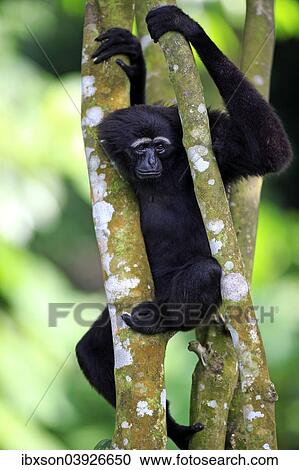 "Black-handed Gibbon or Agile Gibbon (Hylobates agilis), adult on tree, Singapore, Asia" View Large Photo Image Stock Image - "Black-handed Gibbon or Agile Gibbon (Hylobates agilis), adult on tree, Singapore, Asia". Fotosearch