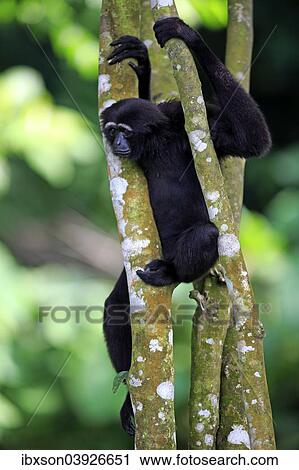 Stock Image - "Black-handed Gibbon or Agile Gibbon (Hylobates agilis), adult on tree, Singapore, Asia". Fotosearch