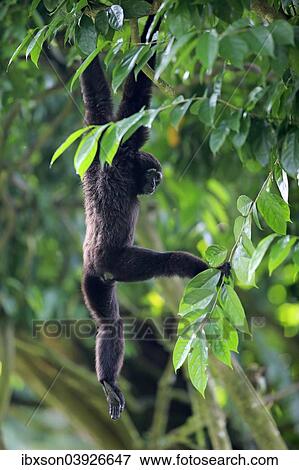 "Black-handed Gibbon or Agile Gibbon (Hylobates agilis), adult on tree, Singapore, Asia" View Large Photo Image Stock Photo - "Black-handed Gibbon or Agile Gibbon (Hylobates agilis), adult on tree, Singapore, Asia". Fotosearch