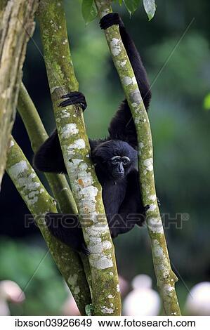 "Black-handed Gibbon or Agile Gibbon (Hylobates agilis), adult on tree, Singapore, Asia" View Large Photo Image Stock Photo - "Black-handed Gibbon or Agile Gibbon (Hylobates agilis), adult on tree, Singapore, Asia". Fotosearch