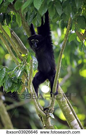 Stock Photograph - "Black-handed Gibbon or Agile Gibbon (Hylobates agilis), adult on tree, Singapore, Asia". Fotosearch