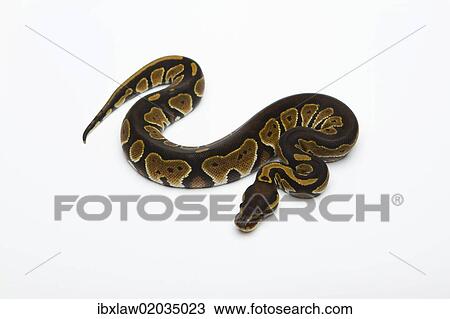 Stock Image - "Black Head Double Het Albino Ghost Ball Python or Royal Python (Python regius), female". Fotosearch
