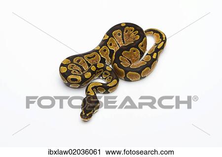 "Black Head Spider Het Albino Possible Het Ghost Ball Python or Royal Python (Python regius), female" View Large Photo Image Stock Image - "Black Head Spider Het Albino Possible Het Ghost Ball Python or Royal Python (Python regius), female". Fotosearch