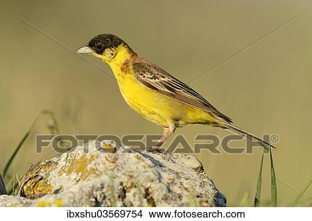 "Black-headed Bunting (Emberiza melanocephala) standing on a stone, Rhodopes, Bulgaria, Europe" View Large Photo Image Picture - "Black-headed Bunting (Emberiza melanocephala) standing on a stone, Rhodopes, Bulgaria, Europe". Fotosearch