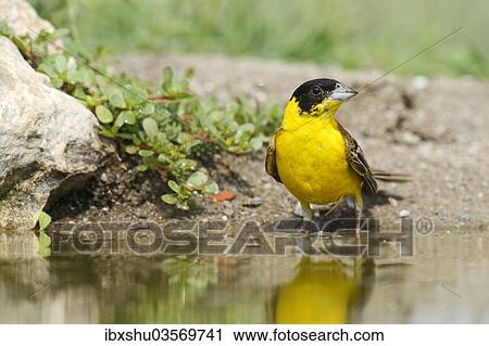 "Black-headed Bunting (Emberiza melanocephala) beside a pond, Rhodopes, Bulgaria, Europe" View Large Photo Image Stock Image - "Black-headed Bunting (Emberiza melanocephala) beside a pond, Rhodopes, Bulgaria, Europe". Fotosearch