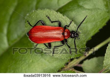 "Black-headed Cardinal Beetle (Pyrochroa coccinea) sitting on a leaf, North Rhine-Westphalia, Germany, Europe" View Large Photo Image Stock Photograph - "Black-headed Cardinal Beetle (Pyrochroa coccinea) sitting on a leaf, North Rhine-Westphalia, Germany, Europe". Fotosearch