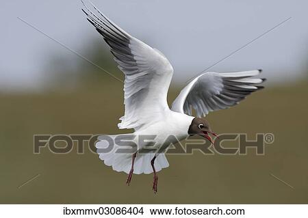 "Black-headed Gull (Chroicocephalus ridibundus, formerly Larus ridibundus), in flight, East Frisian Islands, East Frisia, Lower Saxony, Germany, Europe" View Large Photo Image Picture - "Black-headed Gull (Chroicocephalus ridibundus, formerly Larus ridibundus), in flight, East Frisian Islands, East Frisia, Lower Saxony, Germany, Europe". Fotosearch