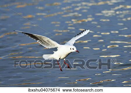 Picture - "Black-headed Gull (Chroicocephalus ridibundus, Larus ridibundus), approaching, Lake Zug, Canton of Zug, Switzerland, Europe". Fotosearch