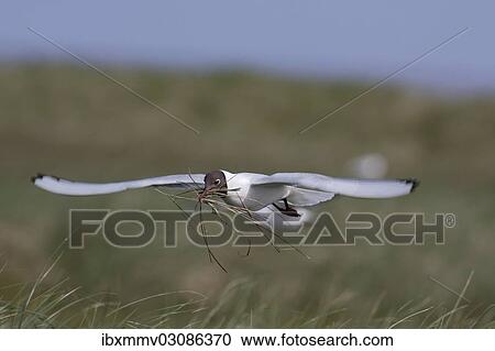 "Black-headed Gull (Chroicocephalus ridibundus, formerly Larus ridibundus) in flight with nesting material, East Frisian Islands, East Frisia, Lower Saxony, Germany, Europe" View Large Photo Image Stock Image - "Black-headed Gull (Chroicocephalus ridibundus, formerly Larus ridibundus) in flight with nesting material, East Frisian Islands, East Frisia, Lower Saxony, Germany, Europe". Fotosearch