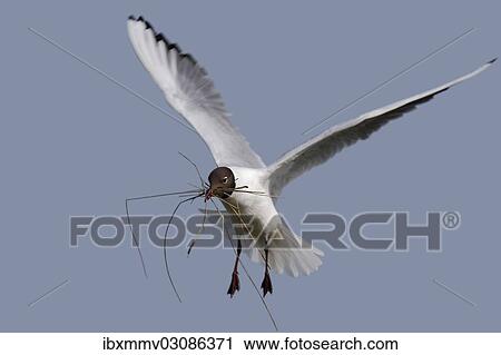 "Black-headed Gull (Chroicocephalus ridibundus, formerly Larus ridibundus) in flight with nesting material, East Frisian Islands, East Frisia, Lower Saxony, Germany, Europe" View Large Photo Image Stock Image - "Black-headed Gull (Chroicocephalus ridibundus, formerly Larus ridibundus) in flight with nesting material, East Frisian Islands, East Frisia, Lower Saxony, Germany, Europe". Fotosearch