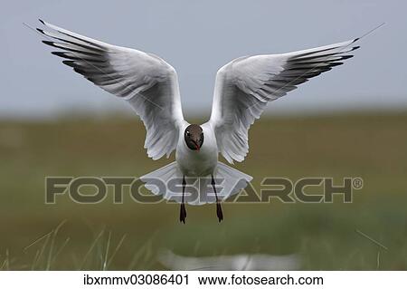 "Black-headed Gull (Chroicocephalus ridibundus, formerly Larus ridibundus), in flight, East Frisian Islands, East Frisia, Lower Saxony, Germany, Europe" View Large Photo Image Stock Image - "Black-headed Gull (Chroicocephalus ridibundus, formerly Larus ridibundus), in flight, East Frisian Islands, East Frisia, Lower Saxony, Germany, Europe". Fotosearch