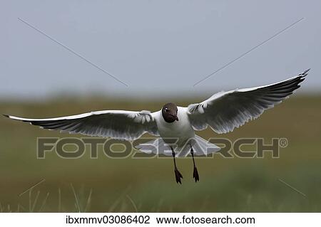 "Black-headed Gull (Chroicocephalus ridibundus, formerly Larus ridibundus), in flight, East Frisian Islands, East Frisia, Lower Saxony, Germany, Europe" View Large Photo Image Stock Image - "Black-headed Gull (Chroicocephalus ridibundus, formerly Larus ridibundus), in flight, East Frisian Islands, East Frisia, Lower Saxony, Germany, Europe". Fotosearch