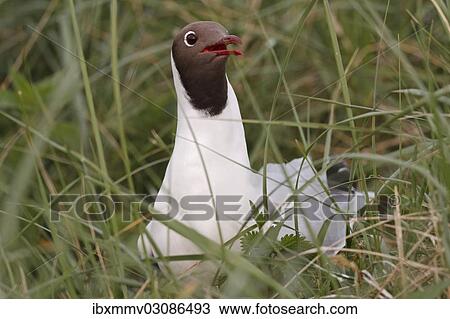 "Black-headed Gull (Chroicocephalus ridibundus, formerly Larus ridibundus), East Frisian Islands, East Frisia, Lower Saxony, Germany, Europe" View Large Photo Image Stock Image - "Black-headed Gull (Chroicocephalus ridibundus, formerly Larus ridibundus), East Frisian Islands, East Frisia, Lower Saxony, Germany, Europe". Fotosearch