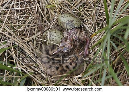 "Black-headed Gull (Chroicocephalus ridibundus, formerly Larus ridibundus earlier), chicks in the nest, East Frisian Islands, East Frisia, Lower Saxony, Germany, Europe" View Large Photo Image Stock Image - "Black-headed Gull (Chroicocephalus ridibundus, formerly Larus ridibundus earlier), chicks in the nest, East Frisian Islands, East Frisia, Lower Saxony, Germany, Europe". Fotosearch