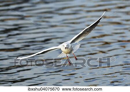 "Black-headed Gull (Chroicocephalus ridibundus, Larus ridibundus), approaching, Lake Zug, Canton of Zug, Switzerland, Europe" View Large Photo Image Stock Image - "Black-headed Gull (Chroicocephalus ridibundus, Larus ridibundus), approaching, Lake Zug, Canton of Zug, Switzerland, Europe". Fotosearch