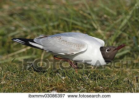"Black-headed Gull (Chroicocephalus ridibundus, formerly Larus ridibundus), East Frisian Islands, East Frisia, Lower Saxony, Germany, Europe" View Large Photo Image Stock Photo - "Black-headed Gull (Chroicocephalus ridibundus, formerly Larus ridibundus), East Frisian Islands, East Frisia, Lower Saxony, Germany, Europe". Fotosearch