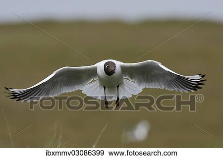 "Black-headed Gull (Chroicocephalus ridibundus, formerly Larus ridibundus), in flight, East Frisian Islands, East Frisia, Lower Saxony, Germany, Europe" View Large Photo Image Stock Photo - "Black-headed Gull (Chroicocephalus ridibundus, formerly Larus ridibundus), in flight, East Frisian Islands, East Frisia, Lower Saxony, Germany, Europe". Fotosearch