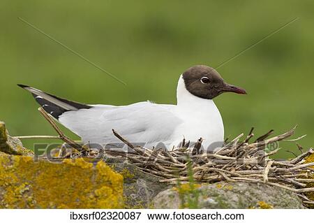 "Black-headed Gull (Chroicocephalus ridibundus), Farne Islands, Northumberland, England, United Kingdom, Europe" View Large Photo Image Stock Photo - "Black-headed Gull (Chroicocephalus ridibundus), Farne Islands, Northumberland, England, United Kingdom, Europe". Fotosearch