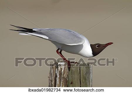 Picture - "Black-headed Gull (Larus ridibundus), male perched on rotting fence post, submissive posture, Camarque, France, Europe". Fotosearch
