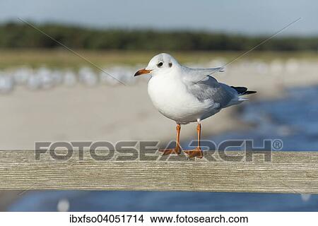 Picture - "Black-headed Gull (Larus ridibundus, Chroicocephalus ridibundus), perched on the railing of Prerow Pier, Mecklenburg-Western Pomerania, Germany, Europe". Fotosearch