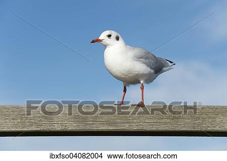 "Black-headed Gull (Larus ridibundus, Chroicocephalus ridibundus) standing on a railing, Mecklenburg-Western Pomerania, Germany, Europe" View Large Photo Image Picture - "Black-headed Gull (Larus ridibundus, Chroicocephalus ridibundus) standing on a railing, Mecklenburg-Western Pomerania, Germany, Europe". Fotosearch