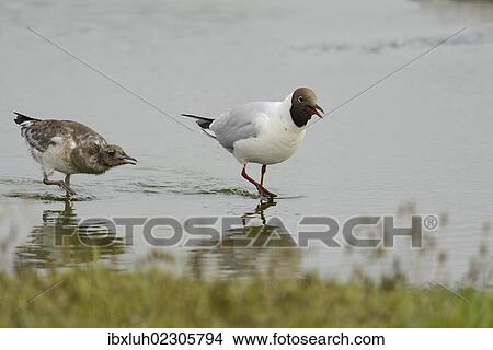 "Black-headed gull (Larus ridibundus), with chick, Texel, The Netherlands, Europe" View Large Photo Image Picture - "Black-headed gull (Larus ridibundus), with chick, Texel, The Netherlands, Europe". Fotosearch