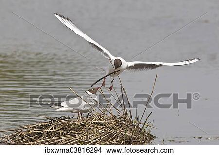 "Black-headed Gull (Larus ridibundus) approaching nest with nesting material, Munster, North Rhine-Westphalia, Germany, Europe" View Large Photo Image Picture - "Black-headed Gull (Larus ridibundus) approaching nest with nesting material, Munster, North Rhine-Westphalia, Germany, Europe". Fotosearch