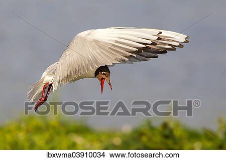 "Black-headed Gull (Larus ridibundus), in flight, Texel, North Holland, The Netherlands, Europe" View Large Photo Image Picture - "Black-headed Gull (Larus ridibundus), in flight, Texel, North Holland, The Netherlands, Europe". Fotosearch