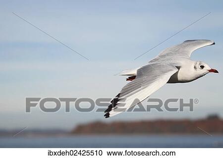"Black-headed gull (Larus ridibundus), in non-breeding plumage, in flight, Bavaria, Germany, Europe" View Large Photo Image Stock Image - "Black-headed gull (Larus ridibundus), in non-breeding plumage, in flight, Bavaria, Germany, Europe". Fotosearch