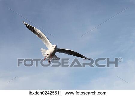 Stock Image - "Black-headed gull (Larus ridibundus), in non-breeding plumage, in flight, Bavaria, Germany, Europe". Fotosearch