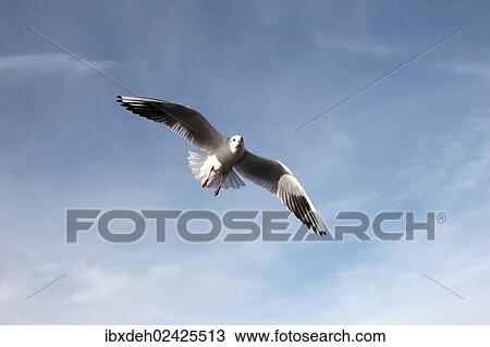 "Black-headed gull (Larus ridibundus), in non-breeding plumage, in flight, Bavaria, Germany, Europe" View Large Photo Image Stock Image - "Black-headed gull (Larus ridibundus), in non-breeding plumage, in flight, Bavaria, Germany, Europe". Fotosearch