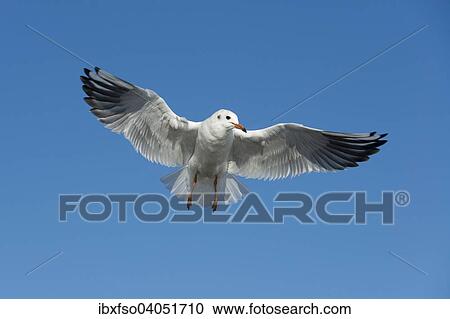 Stock Image - "Black-headed Gull (Larus ridibundus, Chroicocephalus ridibundus) in flight, Mecklenburg-Western Pomerania, Germany, Europe". Fotosearch