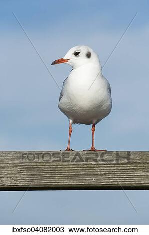 "Black-headed Gull (Larus ridibundus, Chroicocephalus ridibundus) standing on a railing, Mecklenburg-Western Pomerania, Germany, Europe" View Large Photo Image Stock Image - "Black-headed Gull (Larus ridibundus, Chroicocephalus ridibundus) standing on a railing, Mecklenburg-Western Pomerania, Germany, Europe". Fotosearch