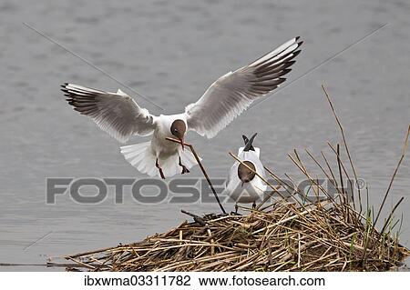 Stock Image - "Black-headed Gull (Larus ridibundus) approaching nest with nesting material, Munster, North Rhine-Westphalia, Germany, Europe". Fotosearch