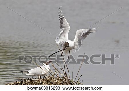Stock Image - "Black-headed Gull (Larus ridibundus) approaching nest with nesting material, Munster, North Rhine-Westphalia, Germany, Europe". Fotosearch