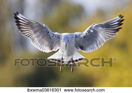 Stock Image - "Black-headed Gull (Larus ridibundus) in flight, front view, Baden-Wurttemberg, Germany, Europe". Fotosearch