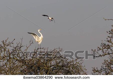 "Black-headed Gull (Larus ridibundus) attacking Egret (Ardea alba) on tree, Rieselfelder Munster, North Rhine-Westphalia, Germany, Europe" View Large Photo Image Stock Image - "Black-headed Gull (Larus ridibundus) attacking Egret (Ardea alba) on tree, Rieselfelder Munster, North Rhine-Westphalia, Germany, Europe". Fotosearch