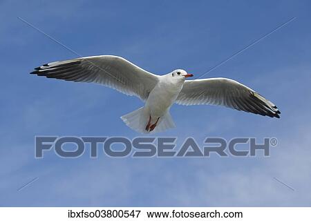 "Black-headed Gull (Larus ridibundus, Chroicocephalus ridibundus) in flight, Mecklenburg-Vorpommern, Germany, Europe" View Large Photo Image Stock Photo - "Black-headed Gull (Larus ridibundus, Chroicocephalus ridibundus) in flight, Mecklenburg-Vorpommern, Germany, Europe". Fotosearch