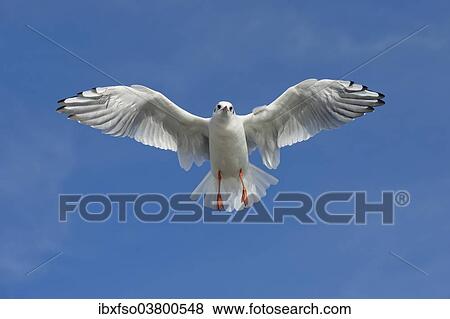 "Black-headed Gull (Larus ridibundus, Chroicocephalus ridibundus) in flight, Mecklenburg-Vorpommern, Germany, Europe" View Large Photo Image Stock Photo - "Black-headed Gull (Larus ridibundus, Chroicocephalus ridibundus) in flight, Mecklenburg-Vorpommern, Germany, Europe". Fotosearch