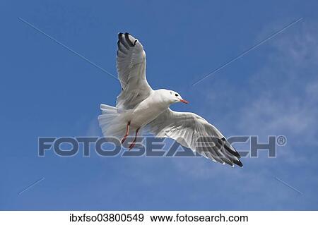 "Black-headed Gull (Larus ridibundus, Chroicocephalus ridibundus) in flight, Mecklenburg-Vorpommern, Germany, Europe" View Large Photo Image Stock Photo - "Black-headed Gull (Larus ridibundus, Chroicocephalus ridibundus) in flight, Mecklenburg-Vorpommern, Germany, Europe". Fotosearch